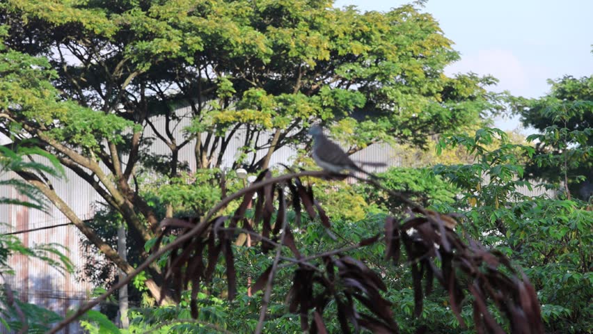 Small bird perches on thin branches against clear blue sky. Green leaves cling to limbs, some yellowing. Branches stretch upward, crisscrossing sky. Bird remains still, watching surroundings