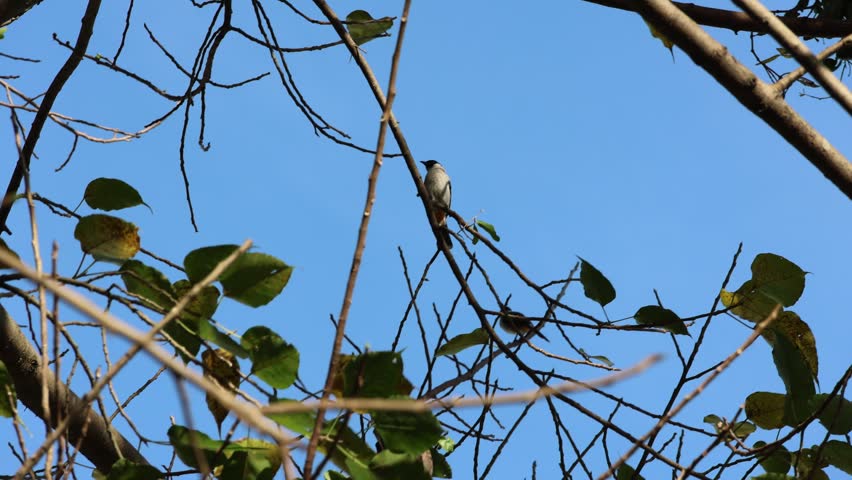 Small bird perches on thin branches against clear blue sky. Green leaves cling to limbs, some yellowing. Branches stretch upward, crisscrossing sky. Bird remains still, watching surroundings
