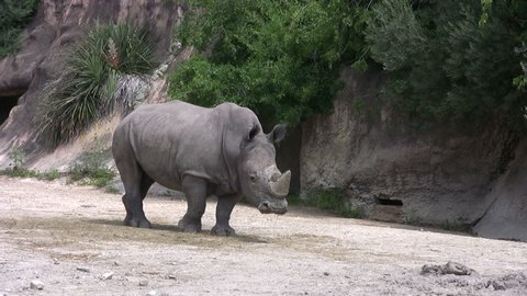 Video of a Rhino in the Gladys Porter Zoo sanctuary in Brownsville TX. Eating and walking. Wildlife from Africa.  Don Despain of Rekindle Photo
