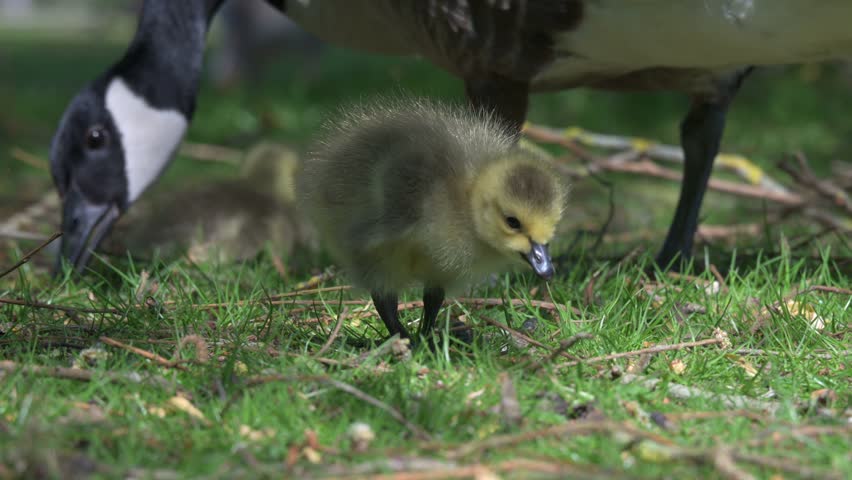 Canada Goose (Branta canadensis) young gosling eating grass next to one of their parents. April, Kent, UK [Half speed]