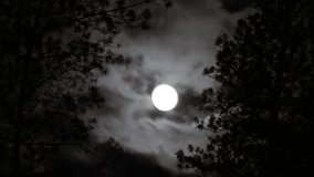 Mystical Full Moon Rising Above Forest in a Calm Night Scene. Serene Night Landscape with Glowing Full Moon and Pine Trees - Powered by Shutterstock - Get 15% off with code: PIKWIZARD15