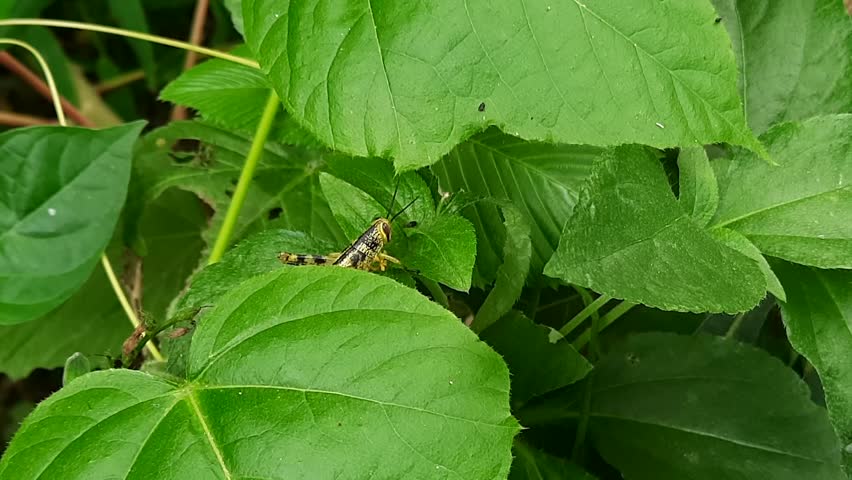 Handheld macro shot of a grasshopper hiding behind lush green leaves and occasionally moving its legs while camouflaged in a dense natural garden.