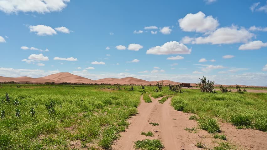 Scenic journey on a sandy track through a green oasis towards the sand dunes of the Sahara desert