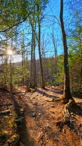 Sunny forest hiking trail on Mount Tammany during spring. Rocky hiking path with sun flare through bare trees and evergreens in Delaware Water Gap.