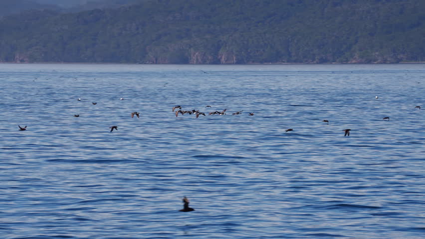 Cormorant Flock Flying Low Over Beagle Channel Ushuaia Argentina
