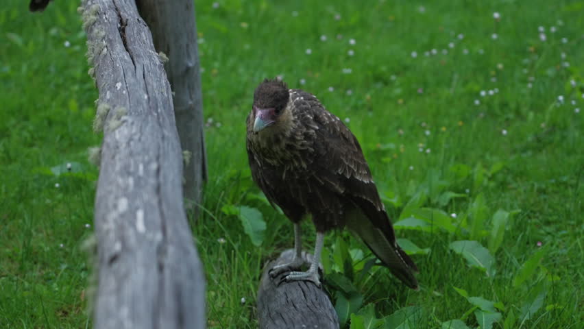 Southern Caracara Perched on Wooden Fence Rail