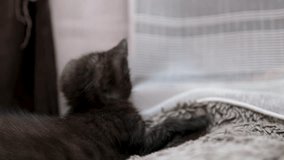 cat playing with kitten on gray blanket cozy indoor pet scene close up  - Powered by Shutterstock - Get 15% off with code: PIKWIZARD15