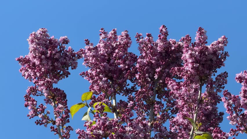 Lilac purple panicles against blue sky.
