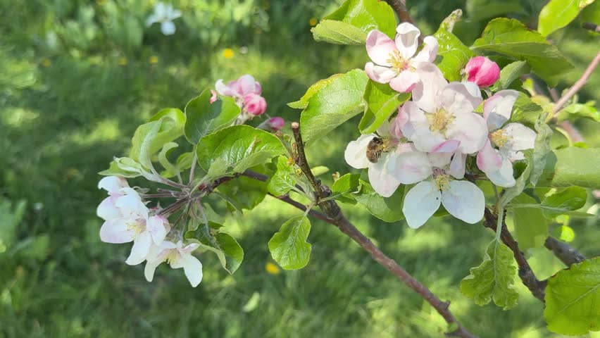 Blooming apple tree in spring garden.