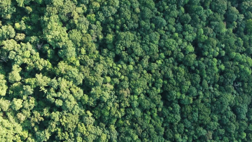 Dense green forest captured from aerial top view showing tree canopy.