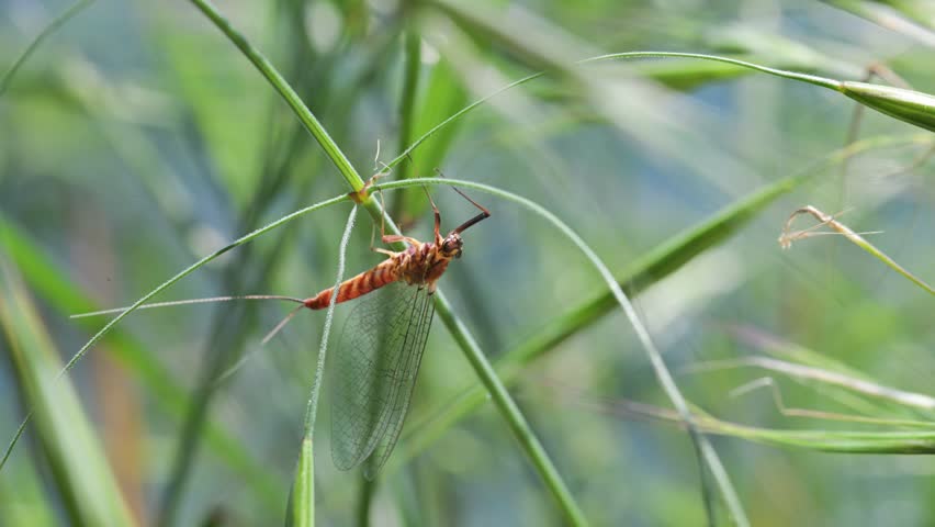 Mayfly on grass, Ephemeroptera, insect,  Italy, mayfly