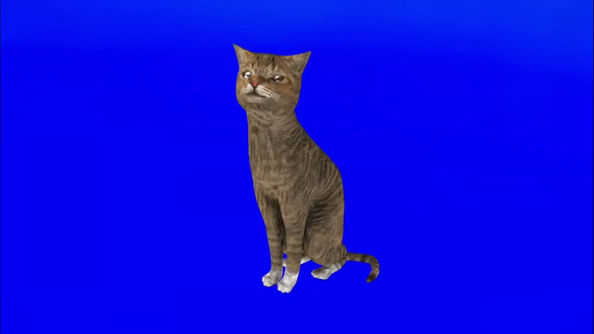 3D Animated Brown Tabby Cat Sitting and Looking Around on Blue Screen