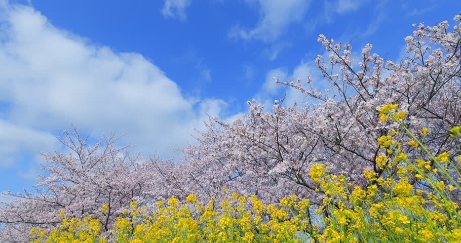 A beautiful scene of cherry blossoms in full bloom and rapeseed flowers, heralding the arrival of spring.