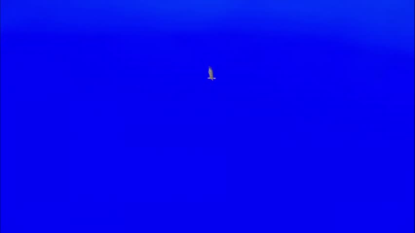 Bald Eagle Soaring High Across a Clear Vivid Blue Sky