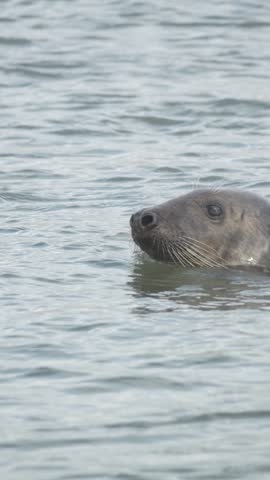 Seal swimming in ocean water