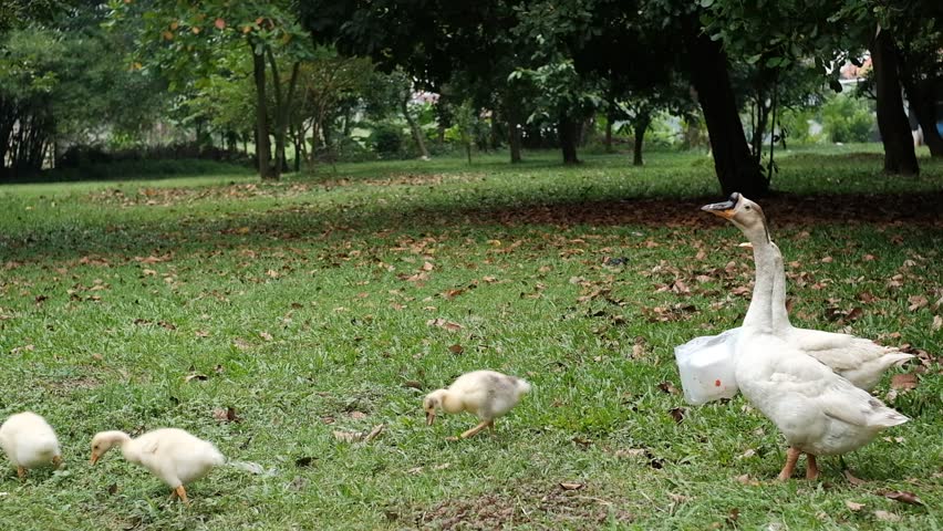 A flock of white geese walking and foraging on the grass in a nature park.