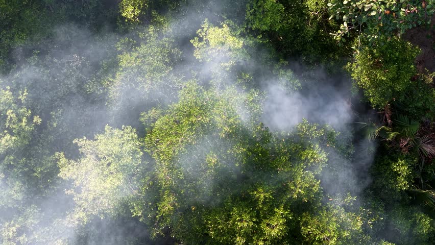 Drone footage showing smoke from a prescribed burning release over mangrove forest canopy.