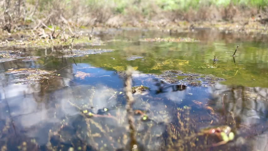 cinematic sequence transitions from a ground-level water surface view of a shallow bog pond — showing water strider insects gliding on the surface tension with reflections of sky and dry vegetation — to a fully submerged underwater perspective. Beneath the surface dense aquatic plant stems of Myriophyllum or Ceratophyllum species fill the frame, coated in yellow-green algae and teeming with insect larvae clinging to every stem. Sunlight filters through the shallow water, illuminating the hidden micro-ecosystem of a natural wetland. An extraordinary portrait of bog biodiversity above and below the waterline