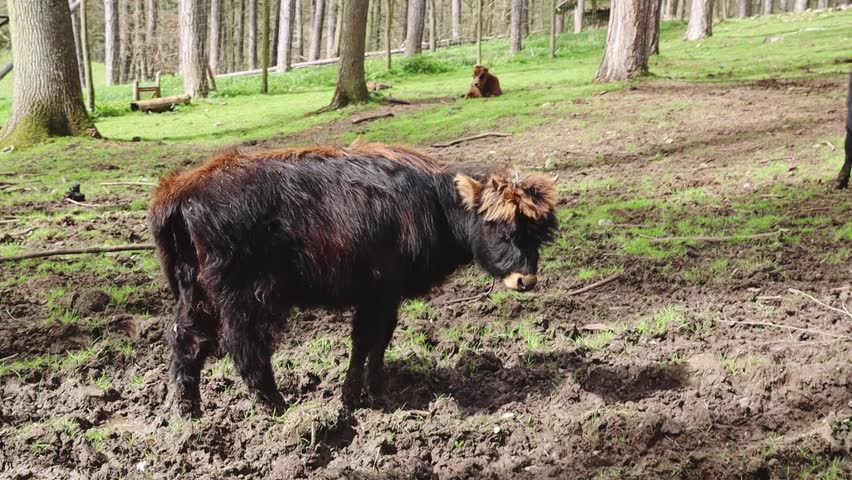 One young bison in the forest on a spring day.