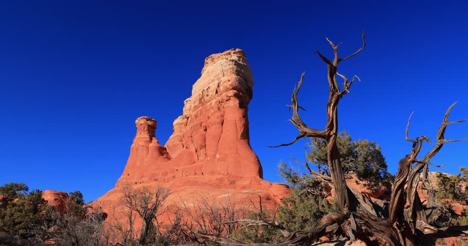 A gnarled, leafless tree stands prominently in the foreground beside towering red sandstone buttes and natural rock formations under a deep blue sky.