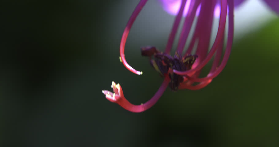 Bulgarian geranium (Geranium macrorrhizum), Auvergne, France.