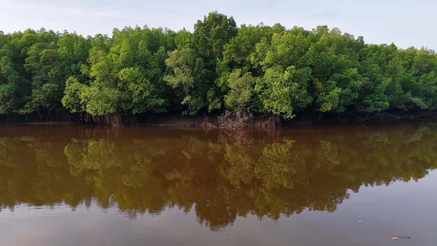 Ground level view of dense mangroves reflected in calm brown river water at Sungai Pulai, Johor.