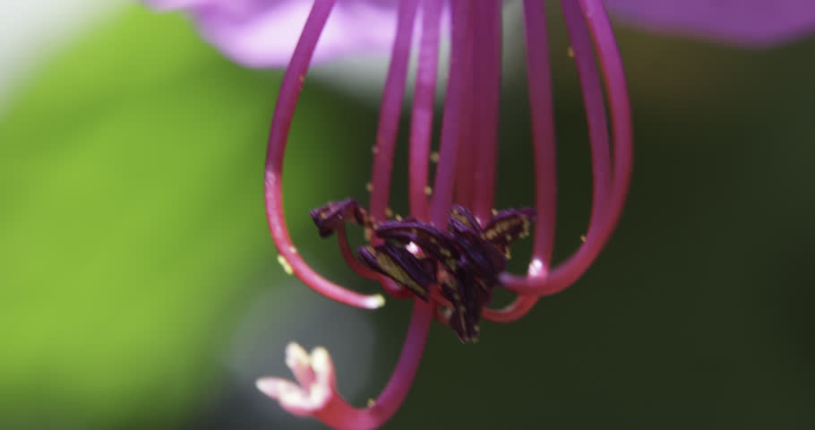 Bulgarian geranium (Geranium macrorrhizum), Auvergne, France.