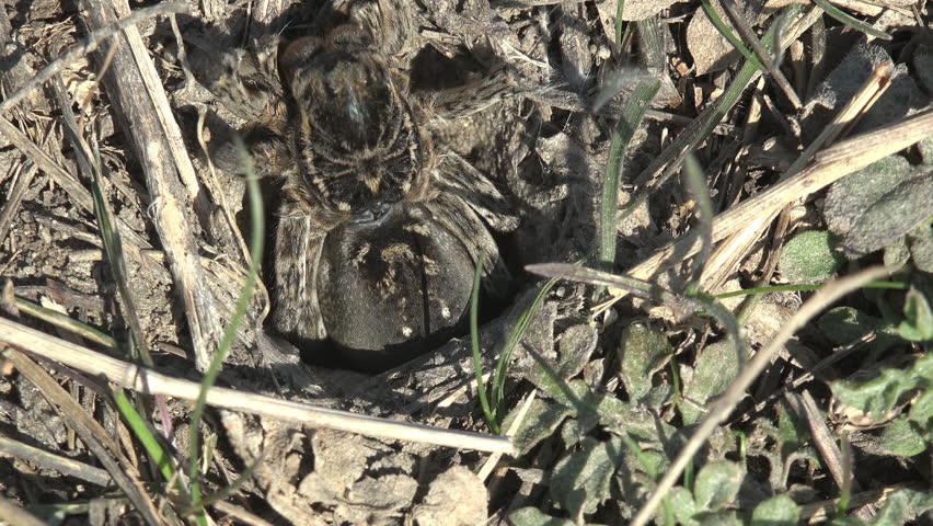 Extreme close-up of a large hairy wolf spider Lycosidae guarding the entrance of its vertical burrow in dry steppe soil. The arachnid displays a striped carapace, dark patterned abdomen and banded legs covered in dense bristles while waiting in ambush posture for passing prey. Camera slowly pulls back to reveal the burrow opening among withered grass stems and fresh spring vegetation. Rare behavioral arachnology scene showing a burrowing predator in its natural grassland habitat under harsh midday sunlight