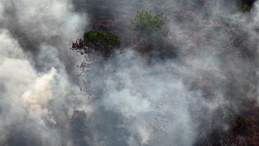 Smoke billows over scorched earth and green trees. Fires burn through dry undergrowth and forest floor