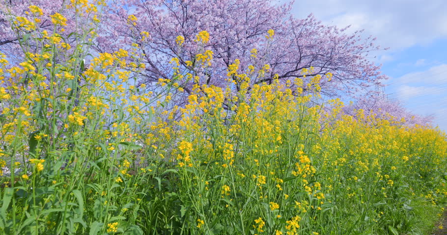 A beautiful scene of cherry blossoms in full bloom and rapeseed flowers, heralding the arrival of spring.