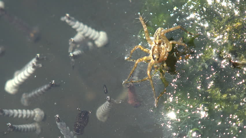 xtreme macro footage filmed at water level in a stagnant bog pond captures a large Dolomedes fishing spider actively sensing vibrations on the still water while dozens of mosquito larvae and pupae hang suspended just below. The larvae display their characteristic tail-up breathing posture with siphons at the waterline, while darker pupae are also visible at various stages. The spider moves its legs deliberately across the pond, using tension as both support and sensory tool. Sunlight sparkles across the water as the camera slowly pulls back to reveal the dense population of larvae surrounding the predator — a vivid portrait of aquatic food chain dynamics and wetland micro-ecosystem life