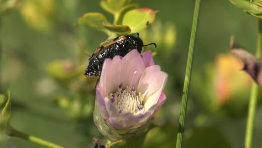 solitary Epicometis hirta scarab, its black body laced with tawny orange stripes and dusted in fine white pollen, moves slowly across a fully opened pink wildflower head in a lush summer meadow. The pale pink petals cup a glowing cream center ringed with delicate purple stamens. The scarab shifts position between frames as the bloom opens further, revealing intricate stamen detail beneath the foraging insect. Yellow-green foliage and warm orange buds fill the softly blurred background, creating a rich, colorful scene in natural daylight. A vivid portrait of wild pollination in action