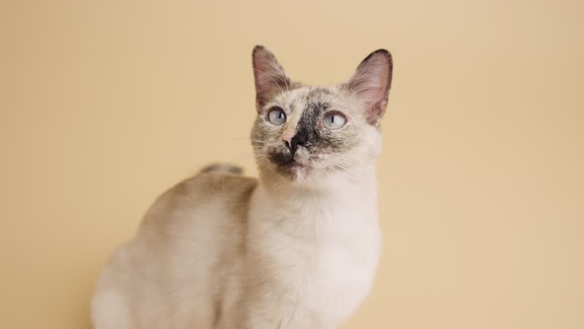 Cute domestic cat with beautiful blue eyes licking its lips and looking around. The curious feline is seated against a light background
