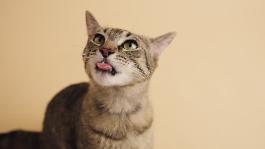 Cute domestic tabby cat licking its lips and looking around with curiosity. The feline is showing various facial expressions on a plain background