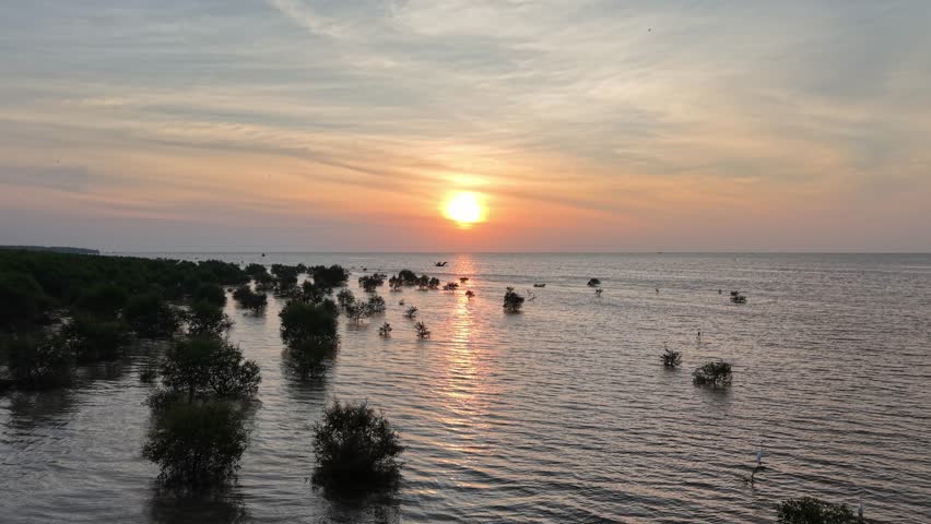 Drone view of mangrove trees in shallow coastal water at sunset.