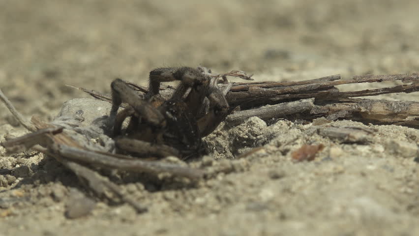 large wolf spider (Lycosa sp., family Lycosidae) sits motionless at the entrance of its self-dug burrow in sun-baked sandy soil, front legs raised and chelicerae visible, poised in a classic ambush hunting posture. The circular burrow opening is surrounded by dry crumbled earth and scattered twigs that provide natural camouflage. In closer frames the spider