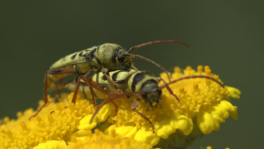 Cinematic macro of two longhorn beetles Chlorophorus from the Cerambycidae family mating on a vivid yellow tansy flower Tanacetum vulgare. The striking black and cream wasp mimicry pattern stands out against the bold golden bloom while the gentle breeze adds a living motion to the scene. Pollen grains cling to the legs revealing the role of these beetles as flower pollinators. A joyful summer nature moment full of vivid color and crisp realism, ideal for documentary, educational material and bright commercial briefs