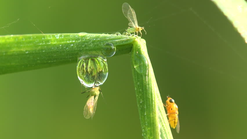Rare extreme macro reveals a tiny non-biting midge Chironomidae trapped inside a transparent dew droplet hanging from a bent grass stem. Its delicate wings stick to the curved water surface while another midge stands above the bead and a bright yellow chloropid fly watches from the adjacent blade. Backlit sunlight turns the droplet into a natural lens that refracts an inverted image of the green meadow. A poetic micro-drama illustrating fragility, surface tension and the hidden life of the insect world