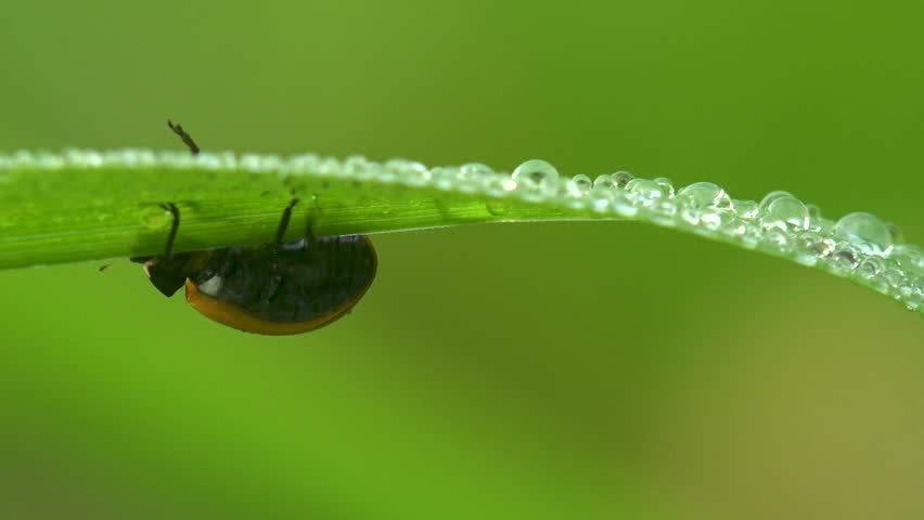 Dynamic extreme macro follows a bright seven-spot ladybug Coccinella septempunctata as it scurries across rain-fresh grass blades covered with crystalline morning dew. The camera tracks the active beetle from below the leaf where it hangs upside down to the top surface where it climbs past tiny lens-like droplets. Its glossy orange elytra with seven black spots, white cheek patches and busy legs come into sharp focus against soft green bokeh. A lively behavioral entomology scene showing a beneficial garden predator on the hunt for aphids