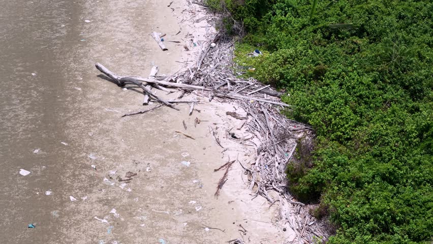 Tidal waters wash over muddy shores. Driftwood lies scattered along the edge. Foliage grows dense beside the water