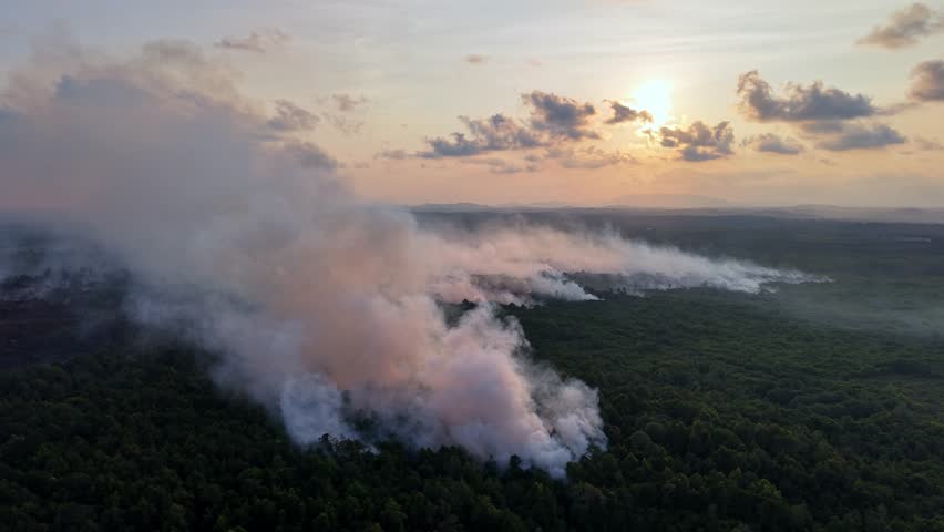 Smoke rises over dense forest at golden hour. Sun glows behind clouds above the smoky canopy