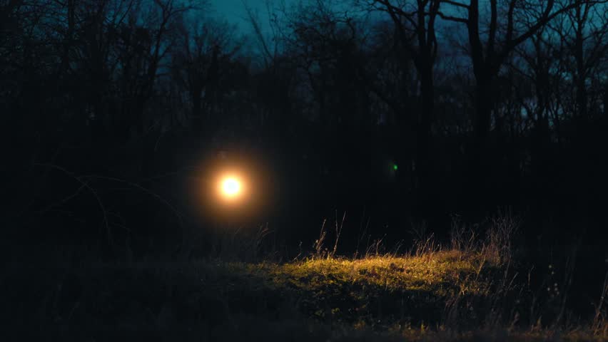 Wide shot capturing a bright flashlight beam moving across the grass and dry bushes in a dark forest at night creating a mysterious and eerie atmosphere.