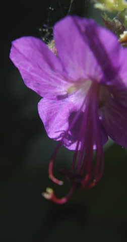 Bulgarian geranium (Geranium macrorrhizum), Auvergne, France.