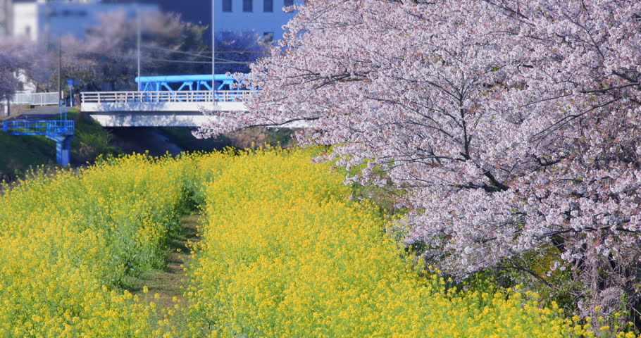 A beautiful scene of cherry blossoms in full bloom and rapeseed flowers, heralding the arrival of spring.