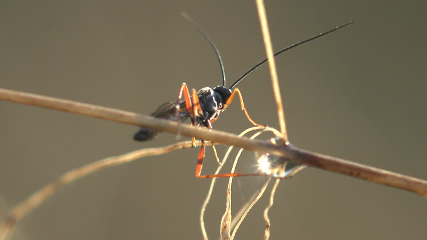 Cinematic backlit macro of a small parasitic ichneumon wasp from the Ichneumonidae family resting on a dry grass stem with long thread like antennae held high. A crystal dew drop on the stalk below catches the low sun and creates a sparkling natural lens flare while the slender black body with orange legs glows against soft amber bokeh. Translucent wings fold along the abdomen as the parasitoid scans for host insects in warm golden hour light over dry meadow habitat in late summer