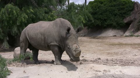 Video of a Rhino in the Gladys Porter Zoo sanctuary in Brownsville TX. Walking across video. Wildlife from Africa.  Don Despain of Rekindle Photo