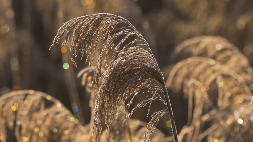 Reed-type plant stands in field. Morning light shines on blades of plant. Colors sparkle in background. Bas Rhin, Alsace, France, Europe.