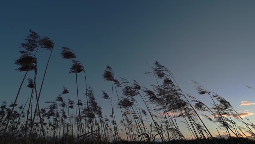 Field of reeds sway in wind at sunset. Dreamy landscape before night. Bas rhin Alsace, France, Europe.