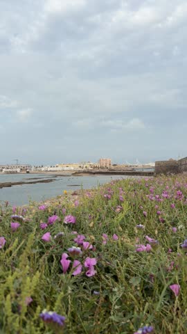 Scenic coastal view in Cádiz, Spain, featuring a calm shoreline with gentle water, historic buildings in the distance, and vibrant wildflowers blooming in the foreground. A peaceful Mediterranean atmosphere under a soft blue sky, capturing the natural beauty and charm of southern Spain. 