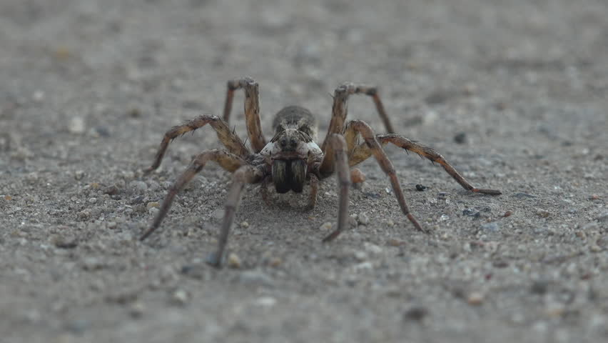 Extreme macro footage of large wolf spider slowly approaching camera across sandy terrain. Detailed close up reveals hairy legs, eyes and mandibles with shallow depth of field and cinematic natural lighting. Intense wildlife predator perspective suitable for nature documentaries, fear concepts, creepy atmosphere, survival themes and arthropod research visuals
